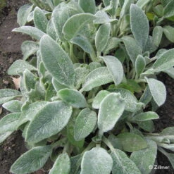 Bio Woll-Ziest 'Silver Carpet' Rosa-violett, Topf-Ø 11 Cm, 3er-Set 10 Bio Woll-Ziest 'Silver Carpet' Rosa-violett, Topf-Ø 11 Cm, 3er-Set -Bio Pflanzen Verkauf 0310106060 Stachys byzantina Silver Carpet Copyright 46510