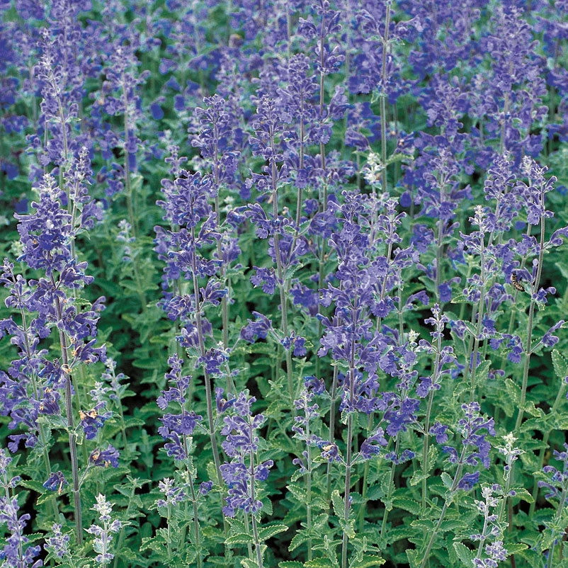 Katzenminze 'Walkers Low' Blau, Topf-Ø 11 Cm, 3er-Set 1 Katzenminze 'Walkers Low' Blau, Topf-Ø 11 Cm, 3er-Set