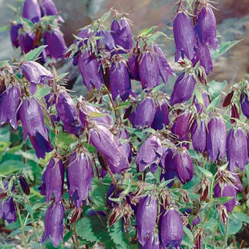 Bio Campanula Punctata 'Kent Belle' Violett, Topf-Ø 11 Cm, 3er-Set 1 Bio Campanula Punctata 'Kent Belle' Violett, Topf-Ø 11 Cm, 3er-Set
