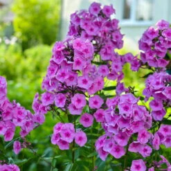 Bio Flammenblume 'Adessa® Rose Eye' Rosa, Topf-Ø 11 Cm, 3er-Set 9 Bio Flammenblume 'Adessa® Rose Eye' Rosa, Topf-Ø 11 Cm, 3er-Set -Bio Pflanzen Verkauf 0310106928 Phlox Adessa Rose Eye Koelle 11cm Topf 67678