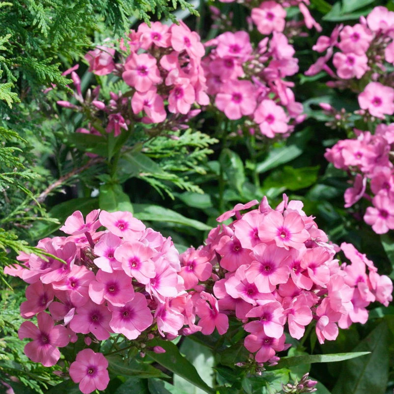 Bio Flammenblume 'Adessa® Rose Eye' Rosa, Topf-Ø 11 Cm, 3er-Set 1 Bio Flammenblume 'Adessa® Rose Eye' Rosa, Topf-Ø 11 Cm, 3er-Set