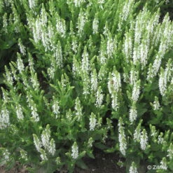 Bio Salvia Nemorosa 'Adrian' Weiß, Topf-Ø 11 Cm, 3er-Set 9 Bio Salvia Nemorosa 'Adrian' Weiß, Topf-Ø 11 Cm, 3er-Set -Bio Pflanzen Verkauf 0310107412 Salvia nemorosa Adrian Copyright 46511