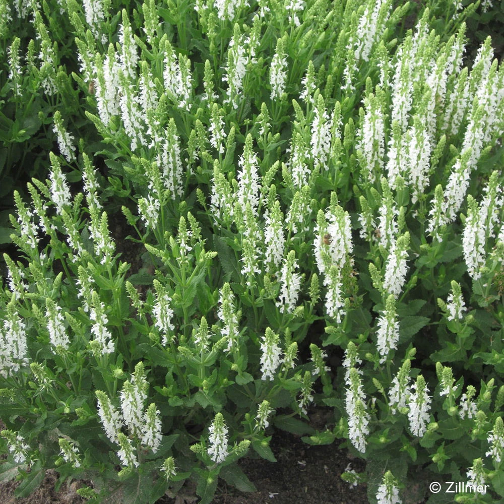Bio Salvia Nemorosa 'Adrian' Weiß, Topf-Ø 11 Cm, 3er-Set 3 Bio Salvia Nemorosa 'Adrian' Weiß, Topf-Ø 11 Cm, 3er-Set – Bild 3