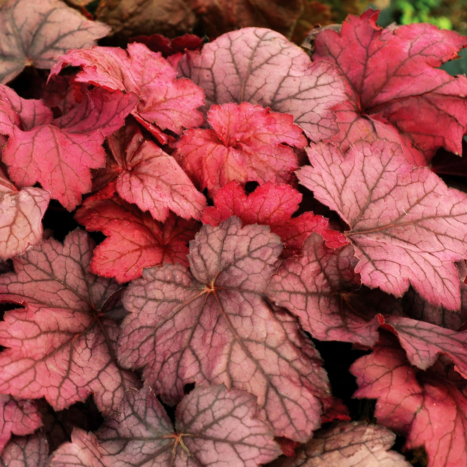 Purpurglöckchen 'Georgia Plum' Violett, Topf-Ø 12 Cm, 3er-Set 1 Purpurglöckchen 'Georgia Plum' Violett, Topf-Ø 12 Cm, 3er-Set