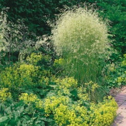 Bio Rasen-Schmiele, Topf-Ø 11 Cm, 3er-Set -Bio Pflanzen Verkauf 0310300023 Deschampsia caespitosa Koelles Beste 9 11er Topf rot 4893