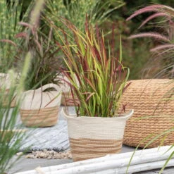 Japanisches Blutgras 'Red Baron', Blattspitzen In Rot, Topf -Ø 19 Cm 11 Japanisches Blutgras 'Red Baron', Blattspitzen In Rot, Topf -Ø 19 Cm -Bio Pflanzen Verkauf 0310300343 Imperata cylindrica Red Baron 1 81621 1