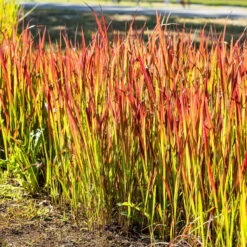 Japanisches Blutgras 'Red Baron', Blattspitzen In Rot, Topf -Ø 19 Cm 10 Japanisches Blutgras 'Red Baron', Blattspitzen In Rot, Topf -Ø 19 Cm -Bio Pflanzen Verkauf 0310300343 Imperata cylindrica Red Baron 2 81620 1