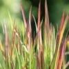 Japanisches Blutgras 'Red Baron', Blattspitzen In Rot, Topf -Ø 19 Cm