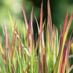 Japanisches Blutgras 'Red Baron', 2er-Set, Blattspitzen In Rot, Je Im 14 Cm Topf -Bio Pflanzen Verkauf 0310300343 Imperata cylindrica Red Baron 81619