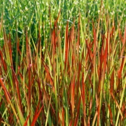 Japanisches Blutgras 'Red Baron', Blattspitzen In Rot, Topf -Ø 19 Cm 9 Japanisches Blutgras 'Red Baron', Blattspitzen In Rot, Topf -Ø 19 Cm -Bio Pflanzen Verkauf 0310300343 Imperata cylindrica RedBaron KB 9 11er Topf 34536 1