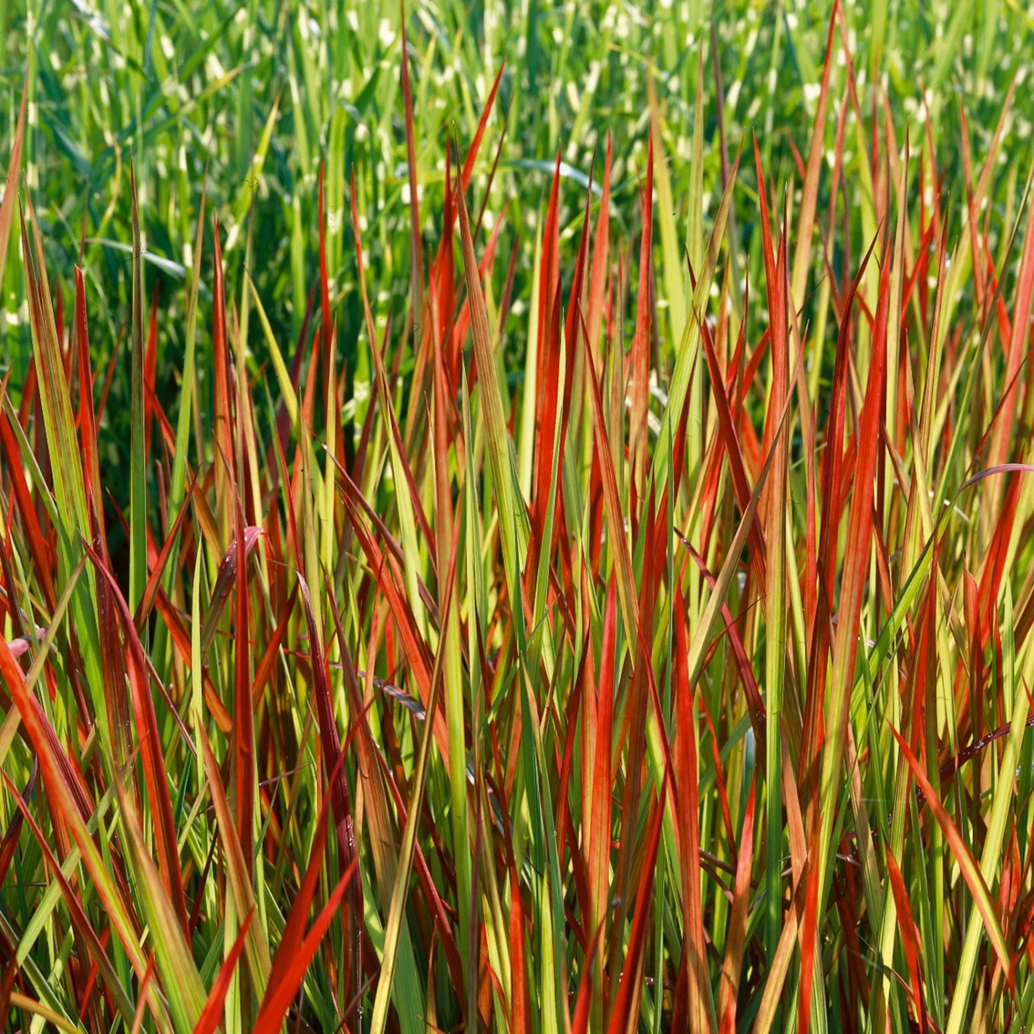 Japanisches Blutgras 'Red Baron', Blattspitzen In Rot, Topf -Ø 19 Cm 3 Japanisches Blutgras 'Red Baron', Blattspitzen In Rot, Topf -Ø 19 Cm – Bild 3