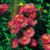 Bio Raublatt-Aster 'Alma Pötschke' Rosarot, Topf-Ø 12 Cm, 3er-Set