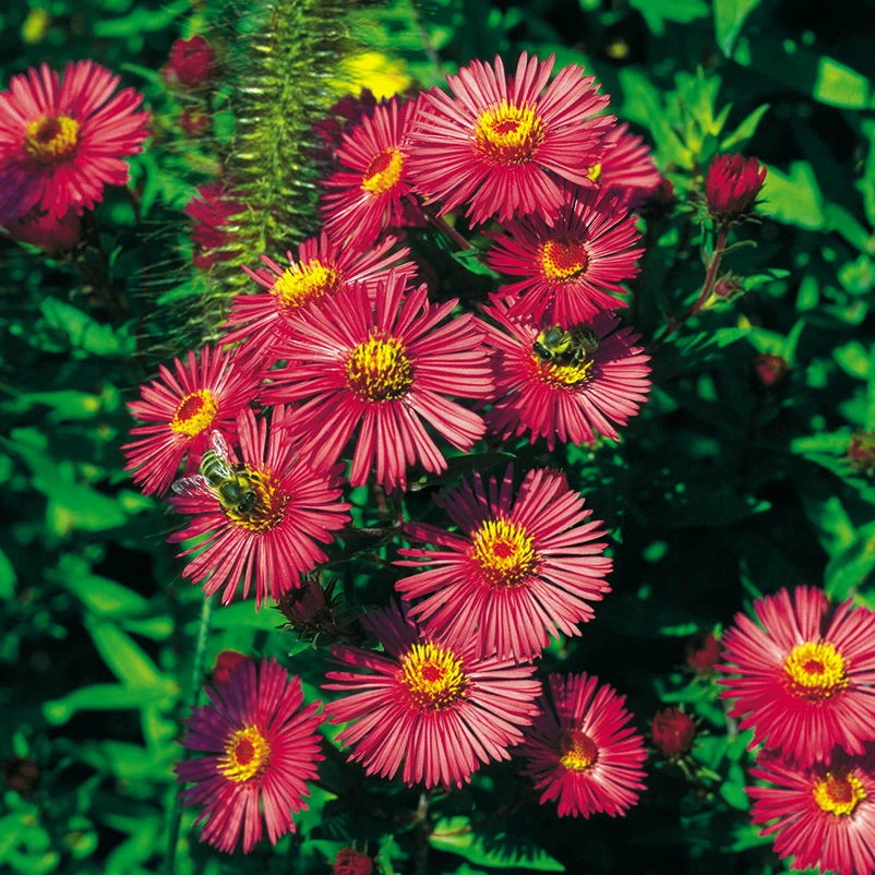 Bio Raublatt-Aster 'Alma Pötschke' Rosarot, Topf-Ø 12 Cm, 3er-Set 1 Bio Raublatt-Aster 'Alma Pötschke' Rosarot, Topf-Ø 12 Cm, 3er-Set