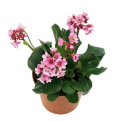 Bio Bergenie 'Rosenkristall' Rosa, Top-Ø 12 Cm, 3er-Set 9 Bio Bergenie 'Rosenkristall' Rosa, Top-Ø 12 Cm, 3er-Set -Bio Pflanzen Verkauf 0310500981 Bergenia Rosenkristall Bluete 46346