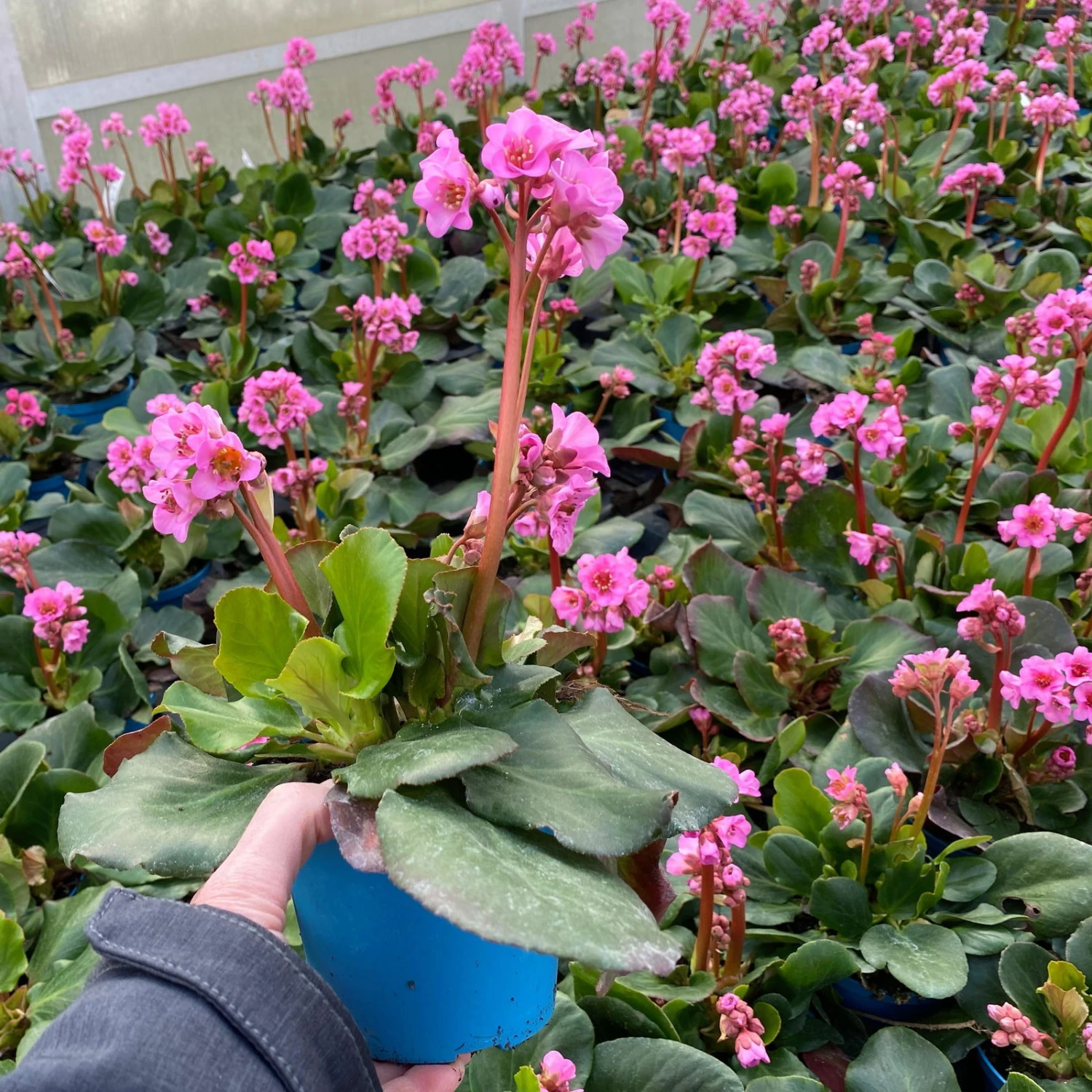 Bio Pflanzen Verkauf -Bio Pflanzen Verkauf 0319100240 bergenia cord. rosenkristall 5 121726