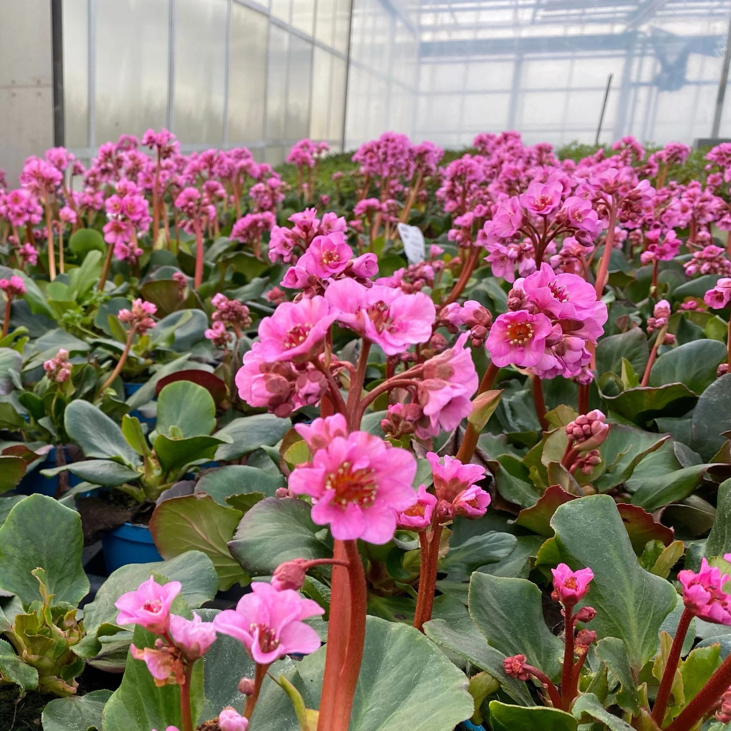 Bio Bergenie 'Rosenkristall' Rosa, Top-Ø 12 Cm, 3er-Set 4 Bio Bergenie 'Rosenkristall' Rosa, Top-Ø 12 Cm, 3er-Set – Bild 4