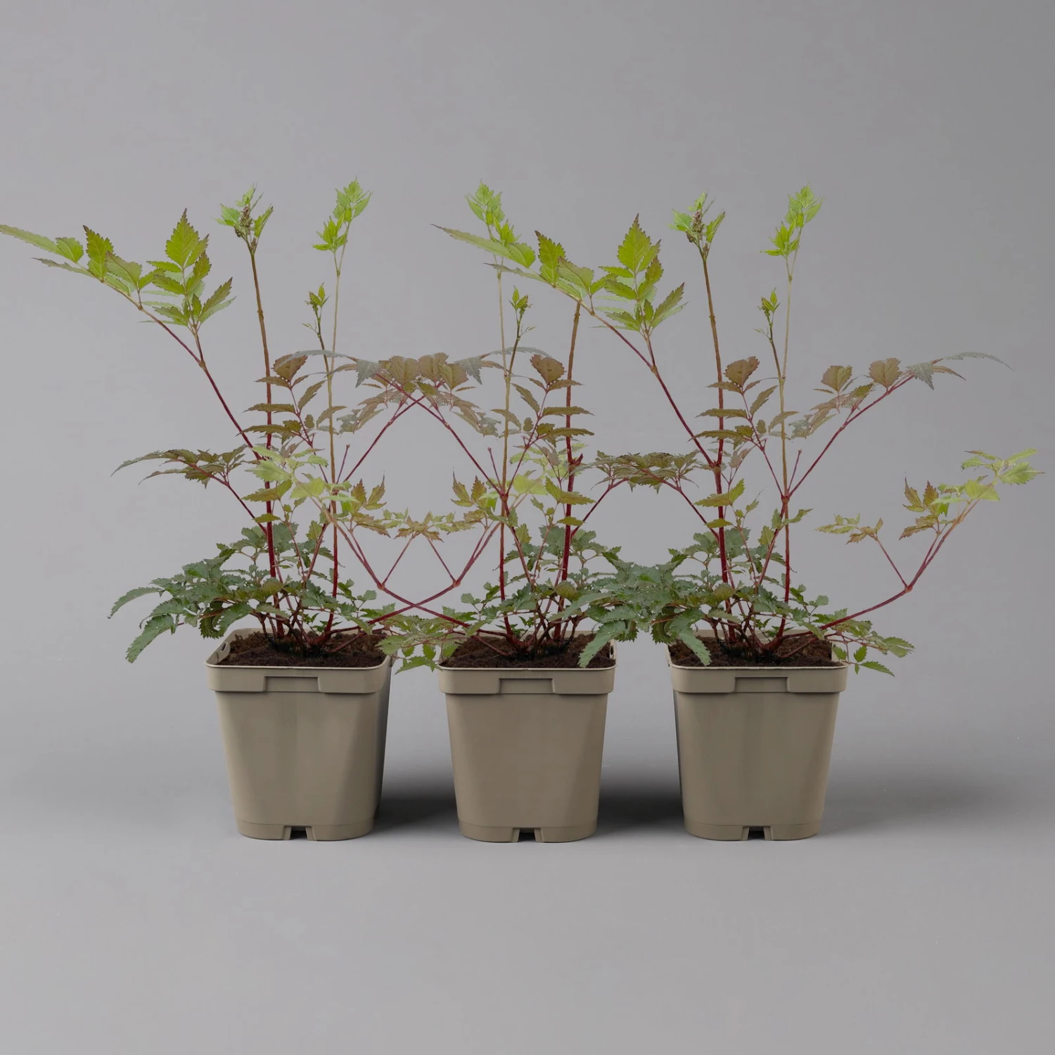 Bio Prachtspiere Rot, Topf-Ø 11 Cm, 3er-Set 2 Bio Prachtspiere Rot, Topf-Ø 11 Cm, 3er-Set – Bild 2