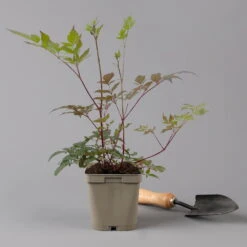 Bio Prachtspiere Rot, Topf-Ø 11 Cm, 3er-Set 15 Bio Prachtspiere Rot, Topf-Ø 11 Cm, 3er-Set -Bio Pflanzen Verkauf 0319100263 astilbe arendsii rot 125668