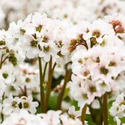 Schattenstauden Set, 18 Pflanzen Für 3 M², Bunt -Bio Pflanzen Verkauf 0319100267 Bergenia Schneekristall weiss1 1.jpg 84692 1