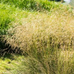 Bio Rasen-Schmiele, Topf-Ø 11 Cm, 3er-Set