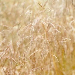 Bio Rasen-Schmiele, Topf-Ø 11 Cm, 3er-Set -Bio Pflanzen Verkauf 0319100300 Deschampsia cespitosa 83083