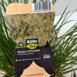 Bio Rasen-Schmiele, Topf-Ø 11 Cm, 3er-Set -Bio Pflanzen Verkauf 0319100300 deschampsia cespitosa 4 124995
