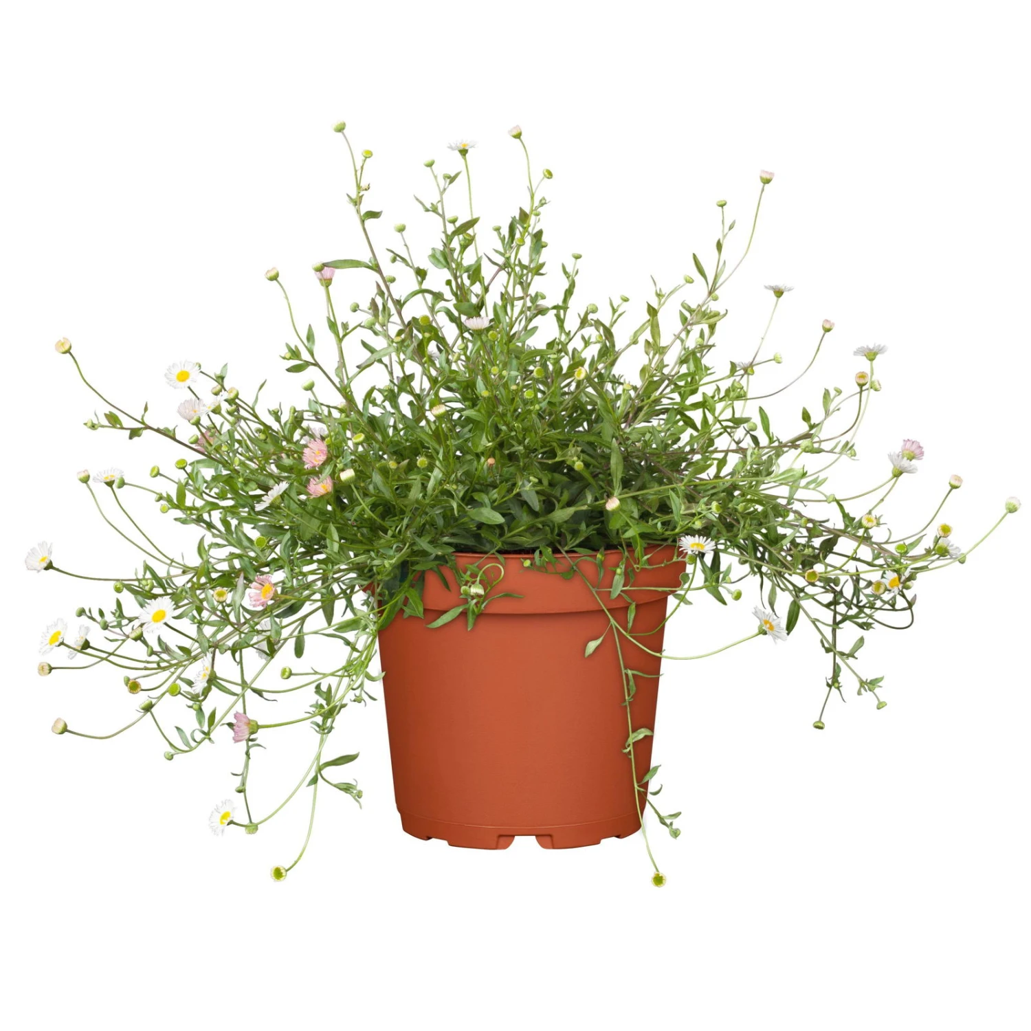 Bio Spanisches Gänseblümchen 'Blütenmeer' Weiß, Topf-Ø 11 Cm, 3er-Set 2 Bio Spanisches Gänseblümchen 'Blütenmeer' Weiß, Topf-Ø 11 Cm, 3er-Set – Bild 2