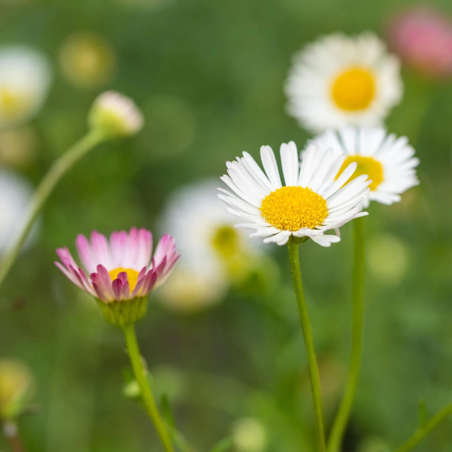 Bio Spanisches Gänseblümchen 'Blütenmeer' Weiß, Topf-Ø 11 Cm, 3er-Set 3 Bio Spanisches Gänseblümchen 'Blütenmeer' Weiß, Topf-Ø 11 Cm, 3er-Set – Bild 3
