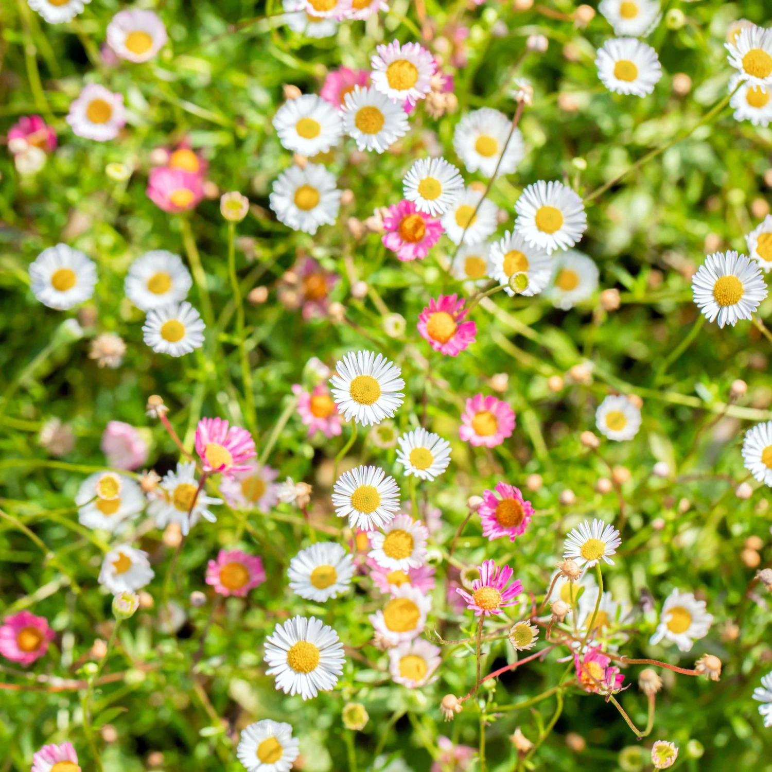 Bio Spanisches Gänseblümchen 'Blütenmeer' Weiß, Topf-Ø 11 Cm, 3er-Set 1 Bio Spanisches Gänseblümchen 'Blütenmeer' Weiß, Topf-Ø 11 Cm, 3er-Set