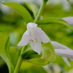 Funkie 'Stained Glass' Hellviolett, Topf-Ø 11 Cm, 3er-Set -Bio Pflanzen Verkauf 0319100343 Hosta Stained Glass 3er Set 8 113852