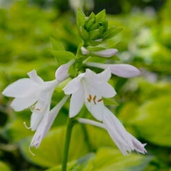 Funkie 'Stained Glass' Hellviolett, Topf-Ø 11 Cm, 3er-Set -Bio Pflanzen Verkauf 0319100343 Hosta Stained Glass 3er Set 9 113851