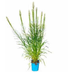 Bio Prachtscharte Weiß, Topf-Ø 11 Cm, 3er-Set -Bio Pflanzen Verkauf 0319100357 Liatris spicata weiss 3er Set 6 113965