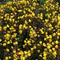 Bio Nachtkerze Goldgelb, Topf-Ø 11 Cm, 3er-Set -Bio Pflanzen Verkauf 0319100369 Oenothera tetragona 2 125710