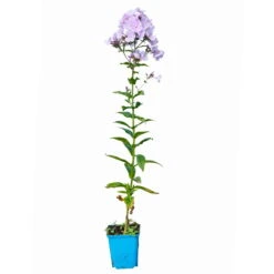 Bio Flammenblume 'Franz Schubert' Hellviolett, Topf-Ø 11 Cm, 3er-Set 13 Bio Flammenblume 'Franz Schubert' Hellviolett, Topf-Ø 11 Cm, 3er-Set -Bio Pflanzen Verkauf 0319100378 Phlox paniculata Franz Schubert 3er Set 6 113938