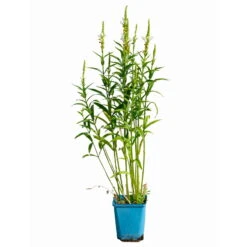 Bio Gelenkblume Weiß, TopfØ 11 Cm, 3er-Set -Bio Pflanzen Verkauf 0319100391 Physostegia virginiana weiss 3er Set 5 113967