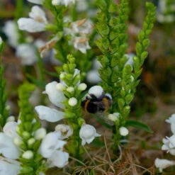 Bio Gelenkblume Weiß, TopfØ 11 Cm, 3er-Set -Bio Pflanzen Verkauf 0319100391 Physostegia virginiana weiss 3er Set 6 113917
