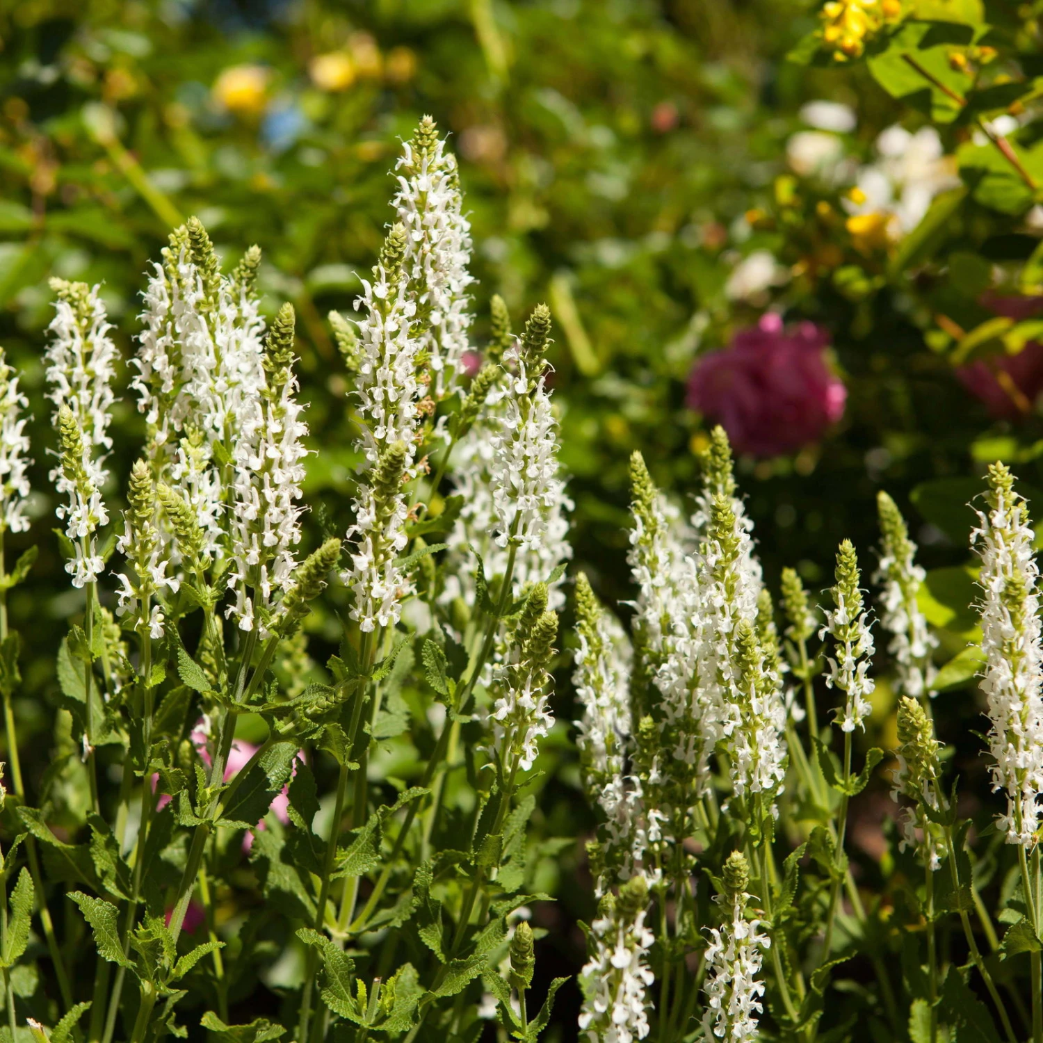 Bio Salvia Nemorosa 'Adrian' Weiß, Topf-Ø 11 Cm, 3er-Set 1 Bio Salvia Nemorosa 'Adrian' Weiß, Topf-Ø 11 Cm, 3er-Set