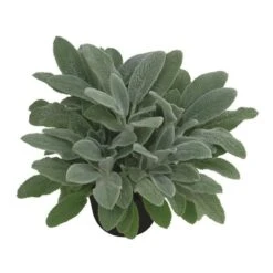 Bio Woll-Ziest 'Silver Carpet' Rosa-violett, Topf-Ø 11 Cm, 3er-Set 11 Bio Woll-Ziest 'Silver Carpet' Rosa-violett, Topf-Ø 11 Cm, 3er-Set -Bio Pflanzen Verkauf 0319100408 Stachys byzantina Silver Carpet 1 125720