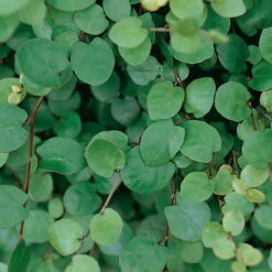Calocephalus & Mühlenbeckie, Topf-Ø 23 Cm 13 Calocephalus & Mühlenbeckie, Topf-Ø 23 Cm -Bio Pflanzen Verkauf 0319100426 Muehlenbeckia complexa 3er Set 1 85225