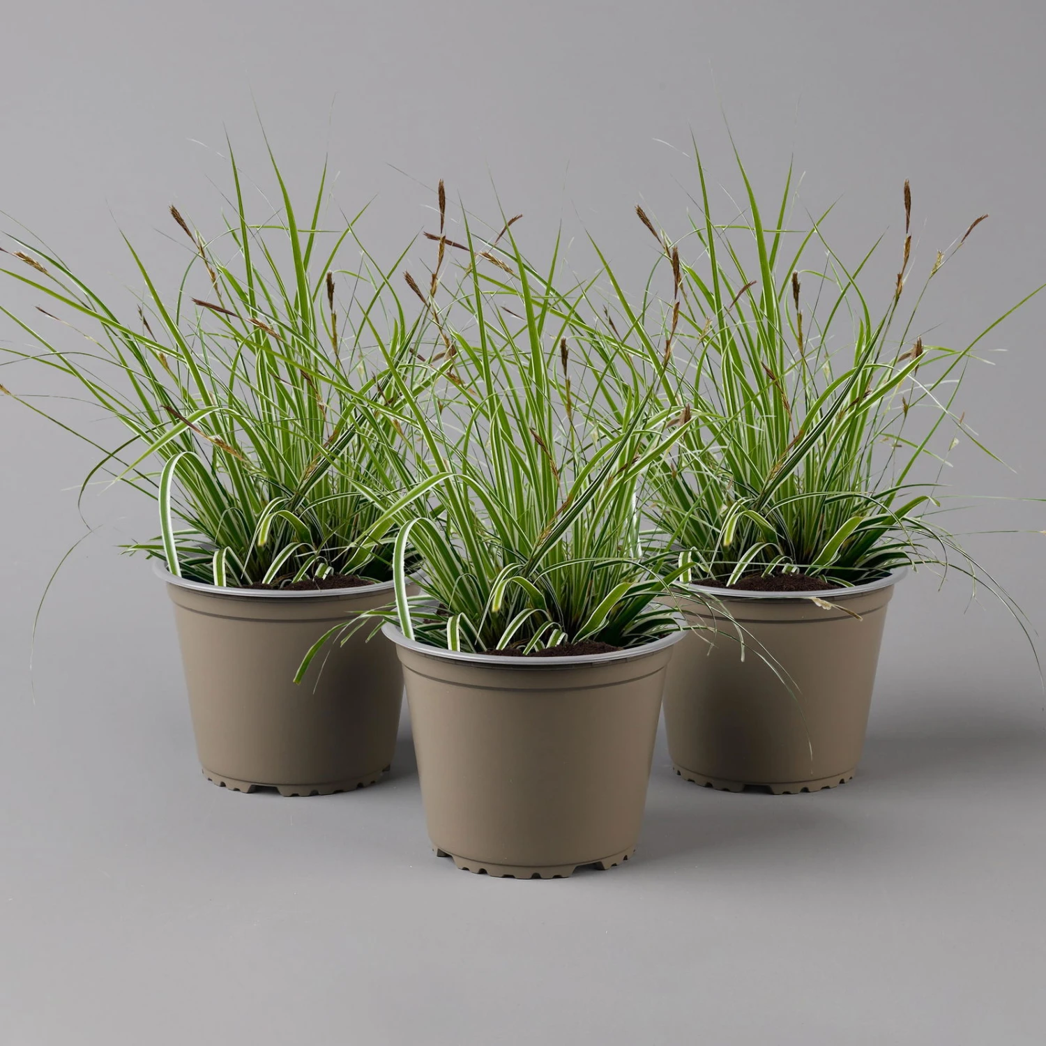 Japansegge 'Everest', Topf-Ø 12 Cm, 3er-Set 1 Japansegge 'Everest', Topf-Ø 12 Cm, 3er-Set