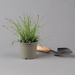 Japansegge 'Everest', Topf-Ø 12 Cm, 3er-Set 10 Japansegge 'Everest', Topf-Ø 12 Cm, 3er-Set -Bio Pflanzen Verkauf 0319100440 carex oshimensis everest 125699
