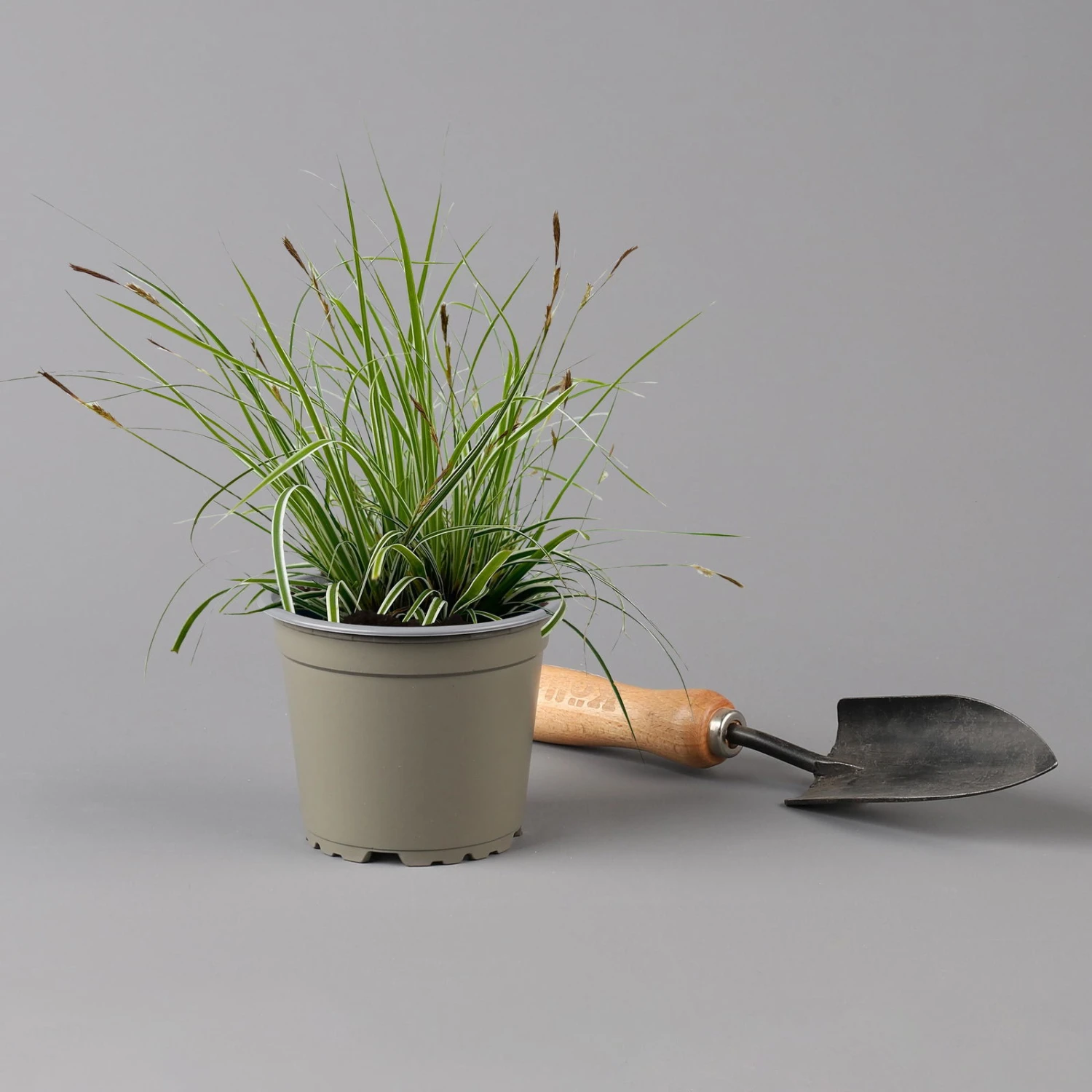 Japansegge 'Everest', Topf-Ø 12 Cm, 3er-Set 3 Japansegge 'Everest', Topf-Ø 12 Cm, 3er-Set – Bild 3