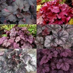 Purpurglöckchen Violett-rosalaubig, Topf-Ø 12 Cm, 3er-Set