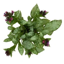 Lungenkraut 'Silver Bouquet' Rosa-blau, Topf-Ø 12 Cm, 3er-Set -Bio Pflanzen Verkauf 0319100459 Pulmonaria Hybr Silver Bouquet 3er Set rosa blau 10 109625