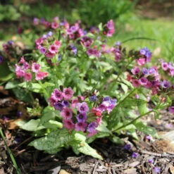 Lungenkraut 'Silver Bouquet' Rosa-blau, Topf-Ø 12 Cm, 3er-Set -Bio Pflanzen Verkauf 0319100459 Pulmonaria Hybr Silver Bouquet 3er Set rosa blau 92573