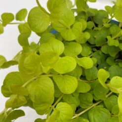 Bio Pflanzen Verkauf -Bio Pflanzen Verkauf 0319100460 Lysimachia Goldilocks KB 12 cm Topf 6er Set WS 3 94742