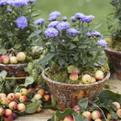 Aster Novi-belgii, Blau Gefüllt, Topf-Ø 12 Cm, 3er-Set