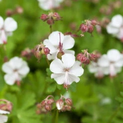 Schattenstauden Set, 18 Pflanzen Für 3 M², Bunt -Bio Pflanzen Verkauf 0319100480 Geranium cantab Biokovo 3er Set weiss 1 107560