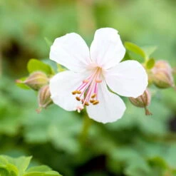 Schattenstauden Set, 18 Pflanzen Für 3 M², Bunt -Bio Pflanzen Verkauf 0319100480 Geranium cantab Biokovo 3er Set weiss 2 107561