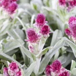 Bio Katzenpfötchen 'Rubra' Weinrot, Topf-Ø 9 Cm, 3er-Set